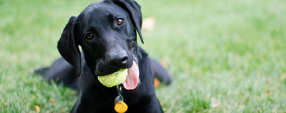 4 Quick Ways To Tire Your Dog Out