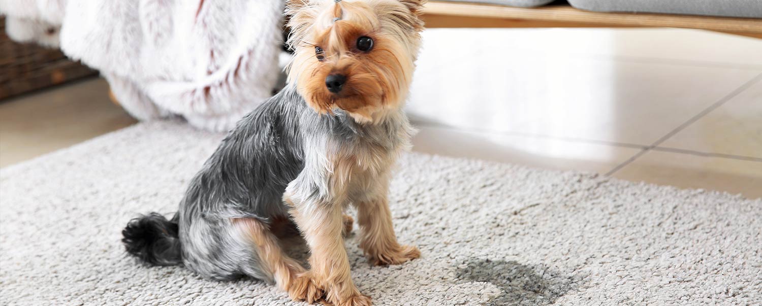 4 Reasons Why My Dog is Peeing in the House