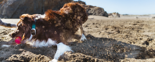 The Dog-Friendly Beach Guide