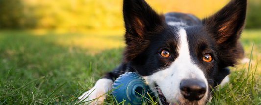 What Colors Can Dogs Actually See? Unveiling the Spectrum of Pup Vision