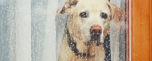A Complete Guide to Preparing Your Dog for a Natural Disaster