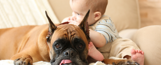 Do Dog Germs Affect Babies? Separating Fact from Fiction