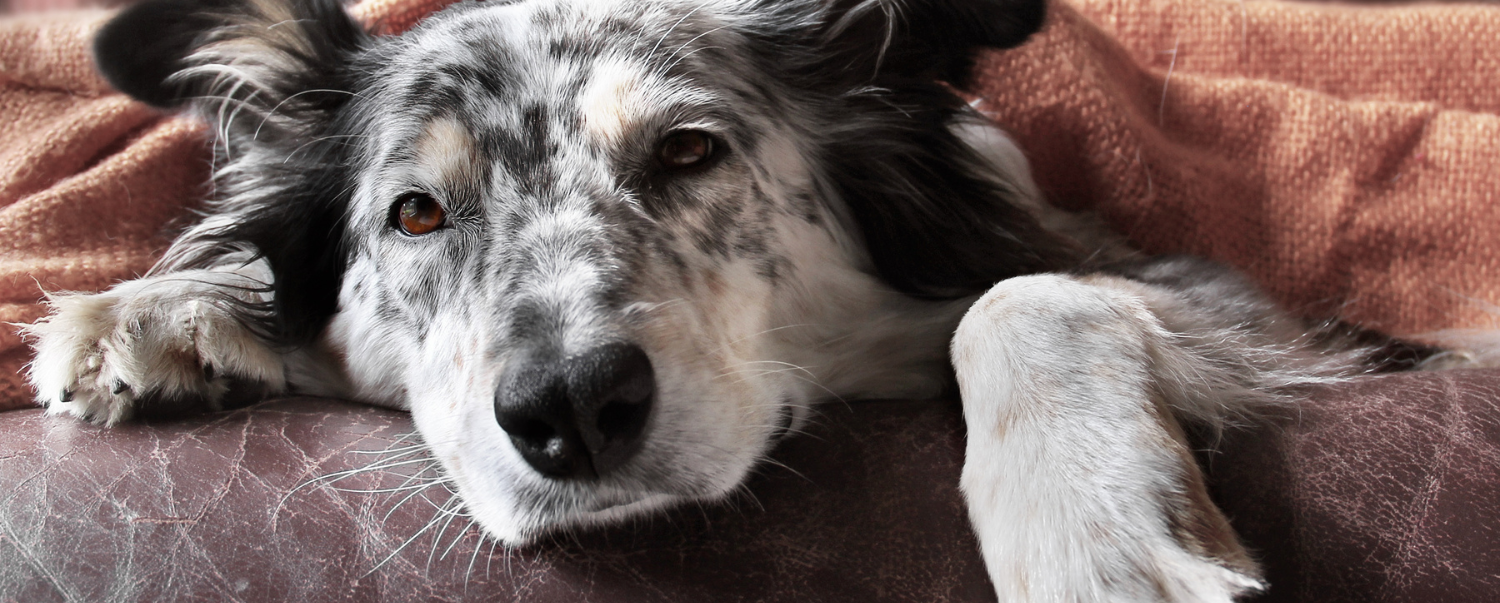 Dog ate a hershey kiss online