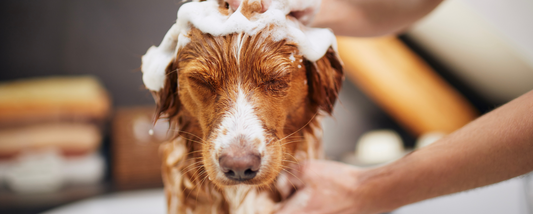 Bathing Your Dog: Finding the Right Balance