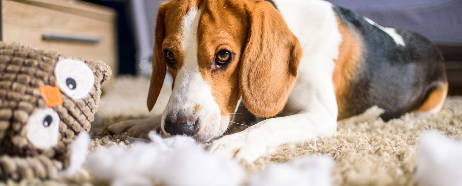 Dog top destroys toys