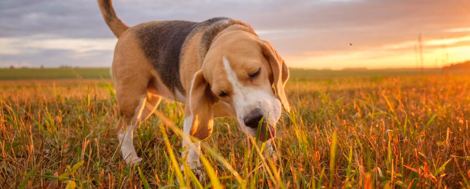 Why Does My Dog Eat Grass?
