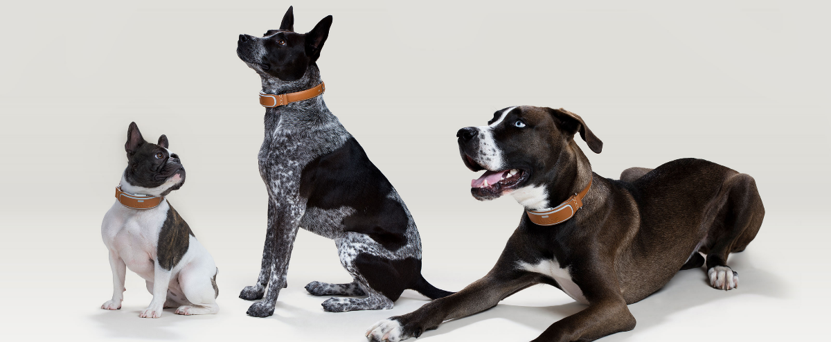 Watch: LINK AKC Showcase on Amazon Live