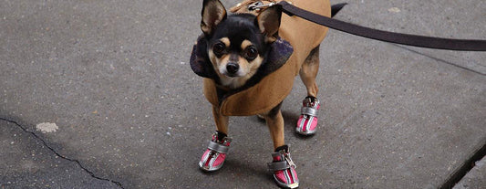 Dog Boots Were Made For Walkin'