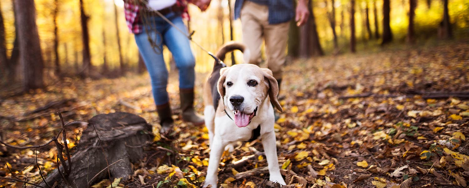 Can Being a Pet Parent Extend Your Life?