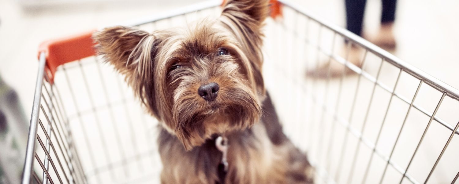 What Stores Allow Dogs To Go In With You?
