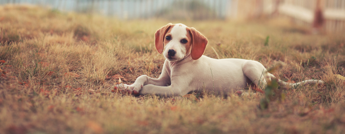 Canine Confidential: Why Does My Dog Do That?