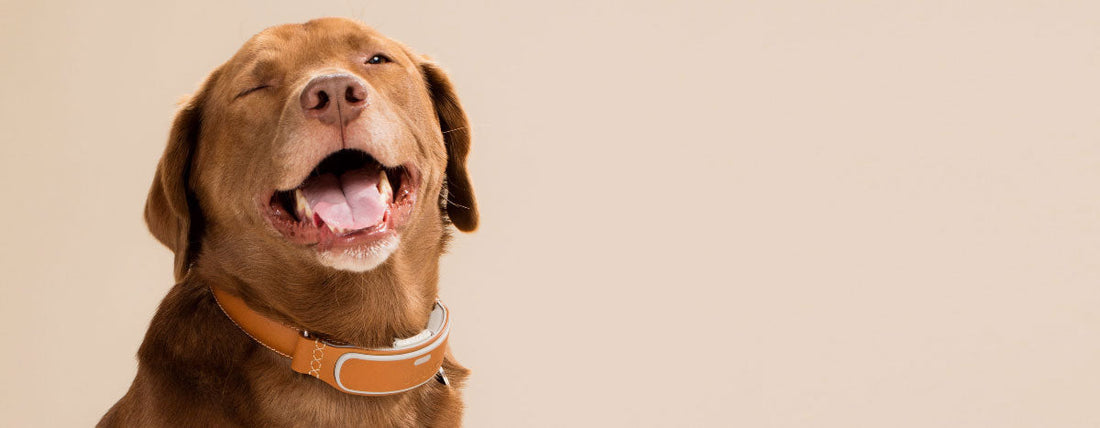 Your Furry Friend Just Got An Upgrade