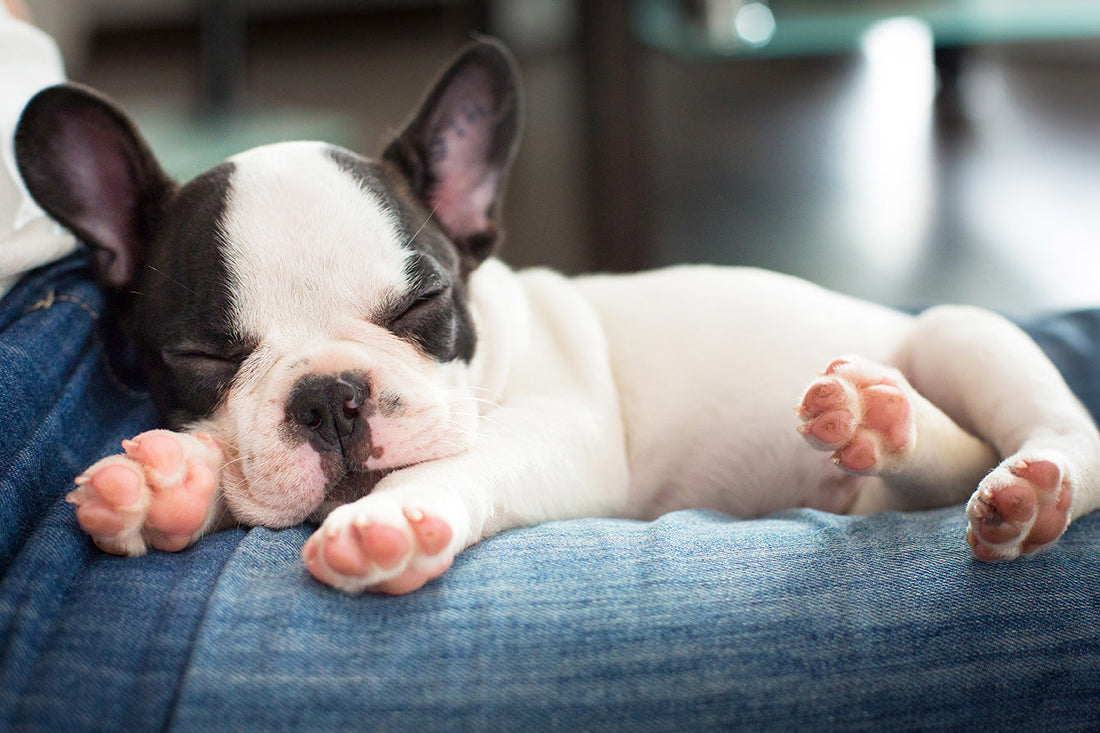 Do Your Dog’s Feet Smell Like Fritos?