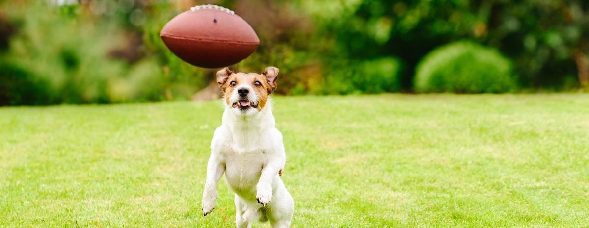 Pet-friendly Tailgating Tips