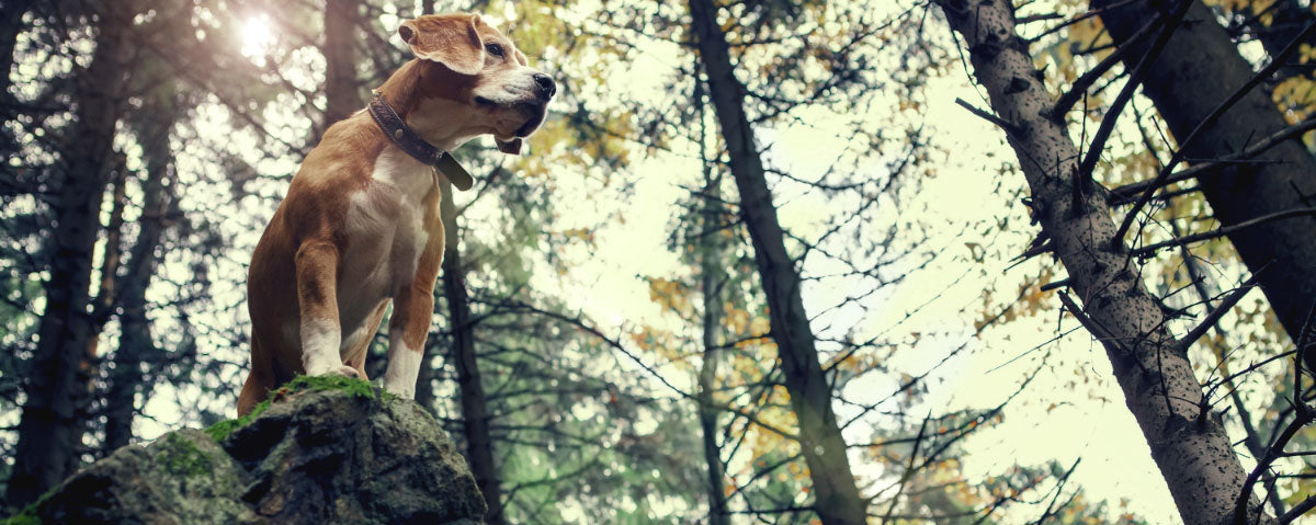 Dog-Friendly National Parks