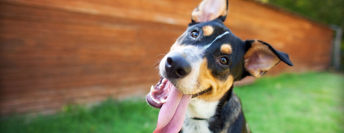 Good Boy: Dog Games for Good Behavior