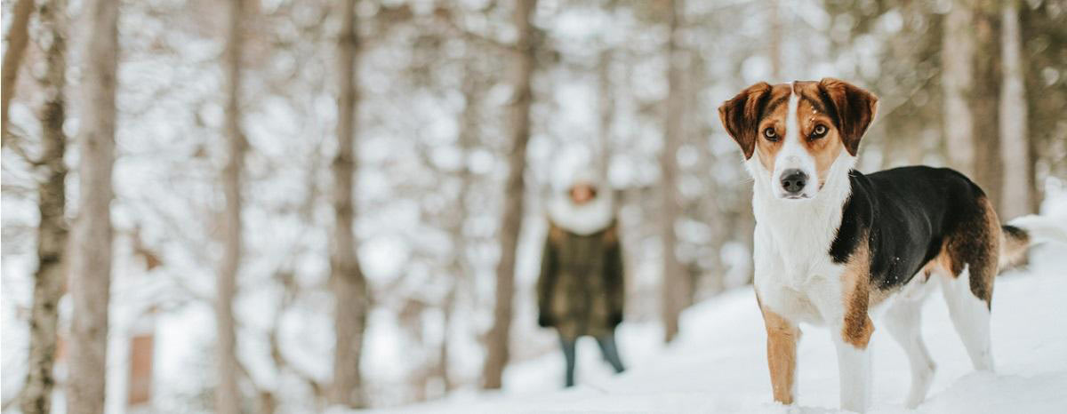 Plan a Winter Getaway in Vermont