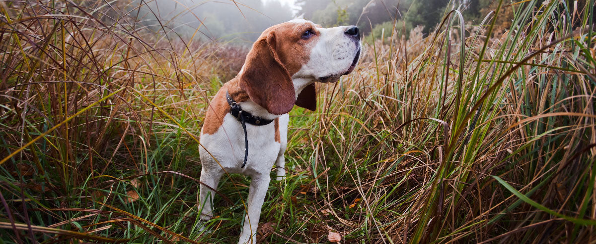 A Dog's Sense of Smell Is Nothing to Sniff At