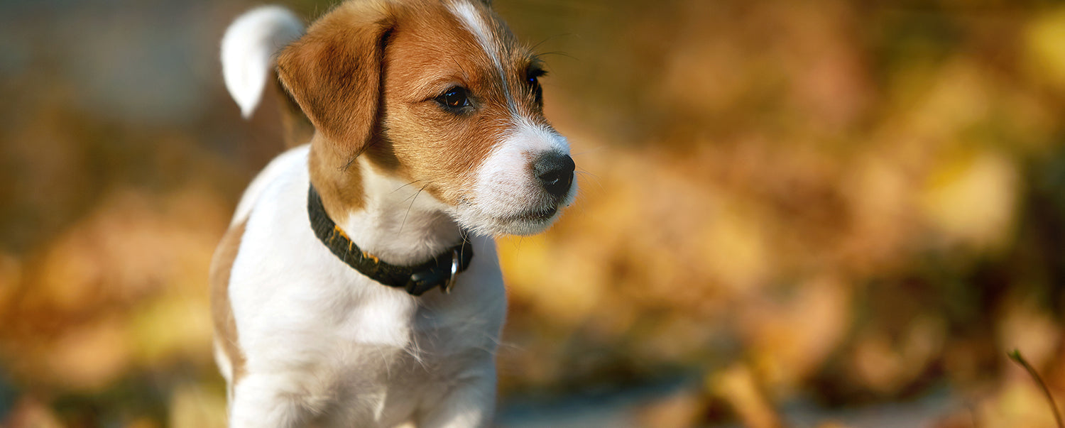 Everything You Need to Know About Heartworms