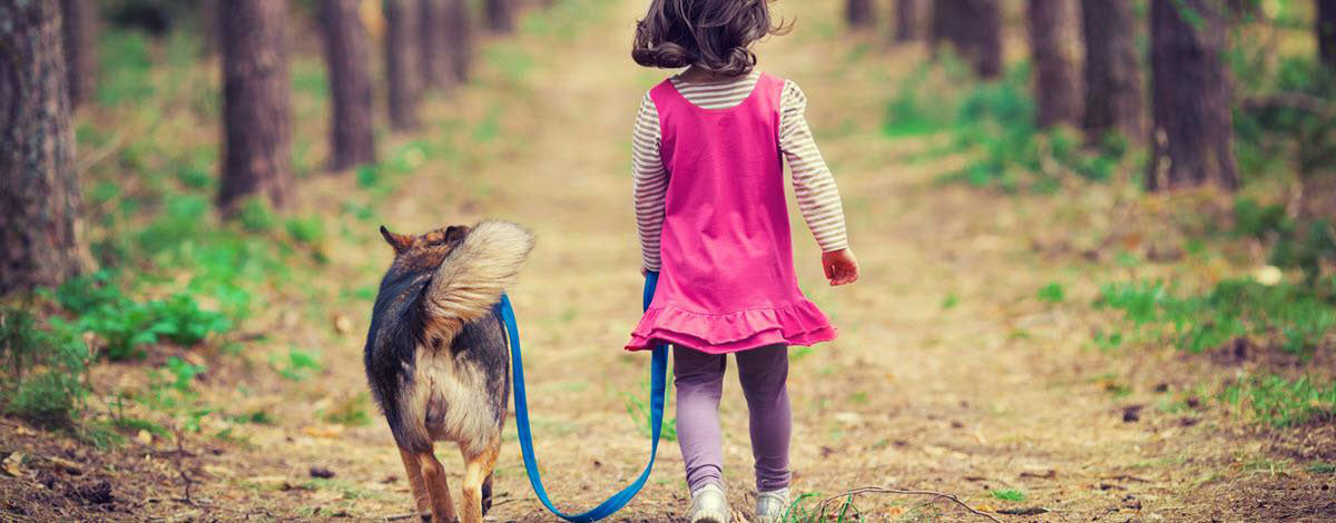 Training the Best Family Dog