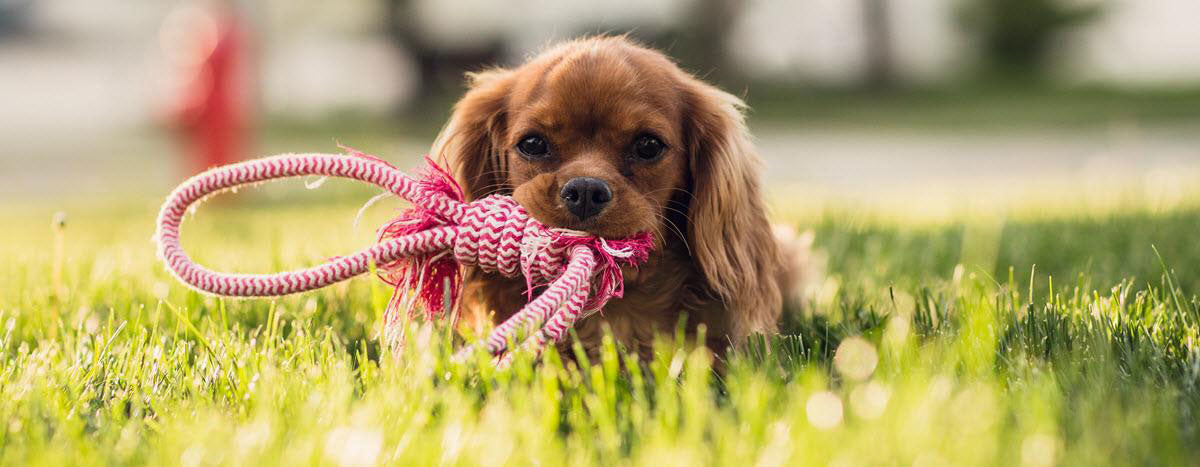 Dog Games: How to Start and Stop the Fun