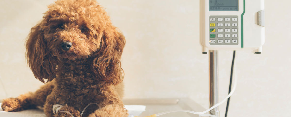 Healthy Habits For Lower Vet Bills