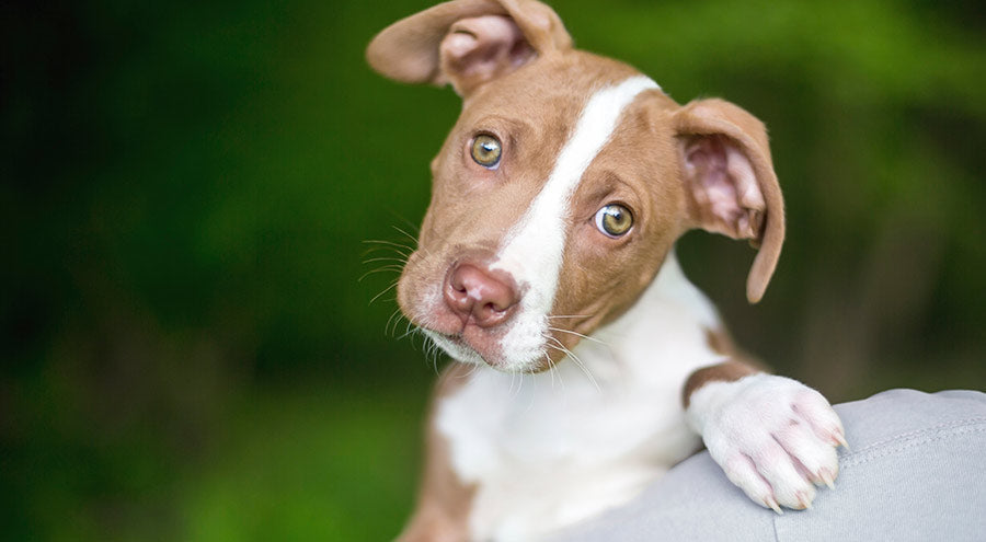 How Do Dogs Know Their Name?