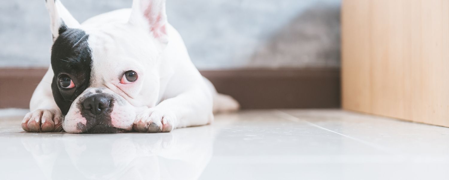 How Do I Know if My Dog is in Pain?