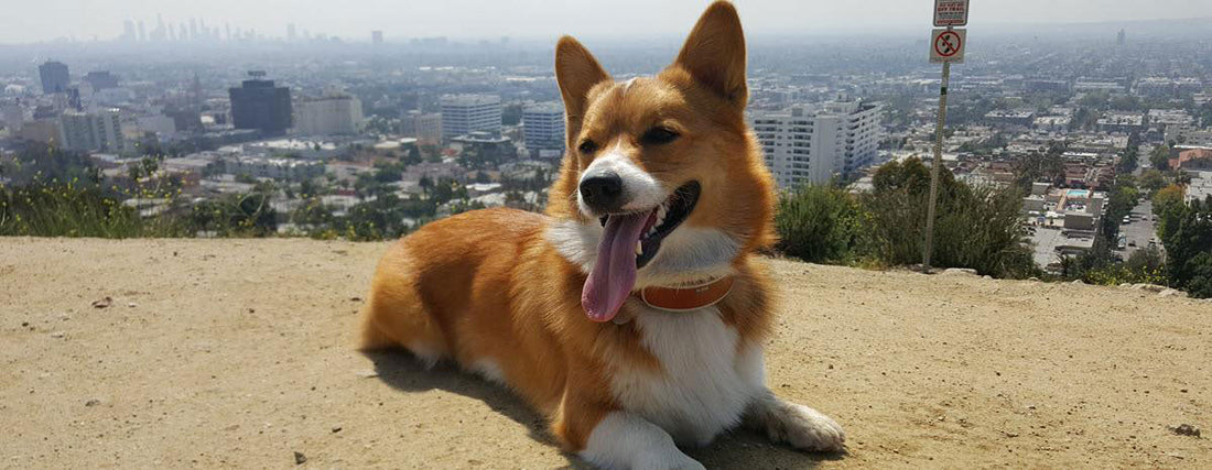 The Link Dogs of Instagram