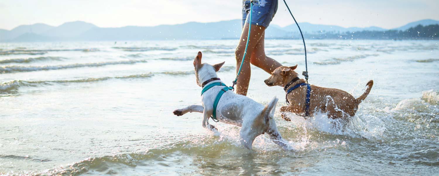 Safety Tips For Having Fun With Dogs At The Beach