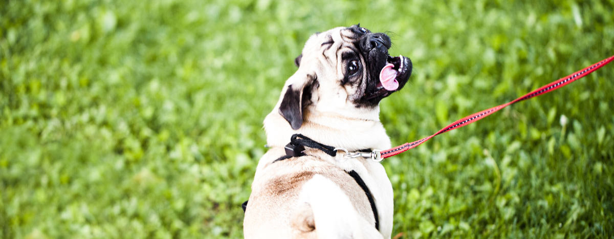Summer to Fall: 5 Walks to Remember