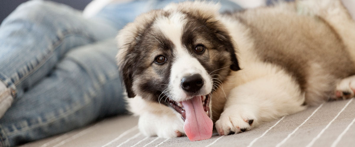 From “No Pets” to “Dogs Welcome”