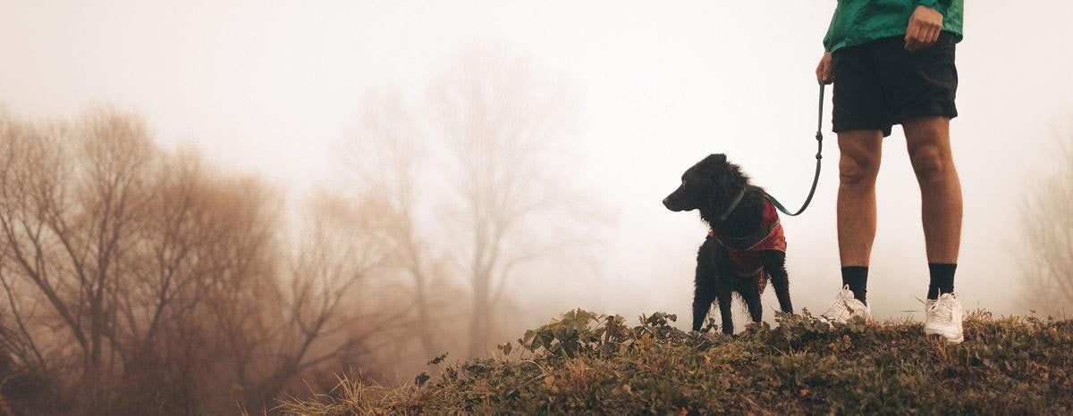 Wellness Tips I Learned from my Dog
