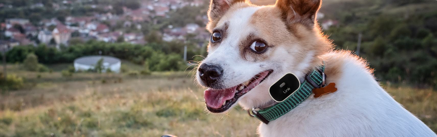 Camping with Dogs: RV Having Fun Yet?