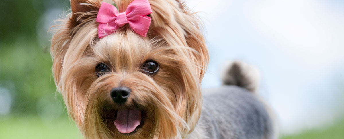 5 Adorable Dog Makeovers