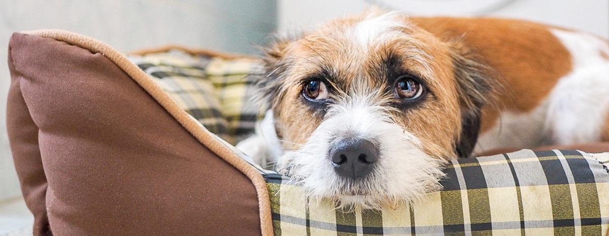How to Manage Your Dog's Noise Phobia