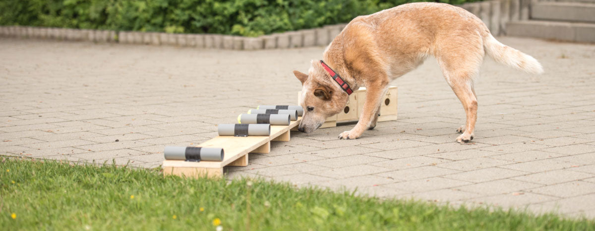 The Nose Knows Best: Nose Work Dog Training