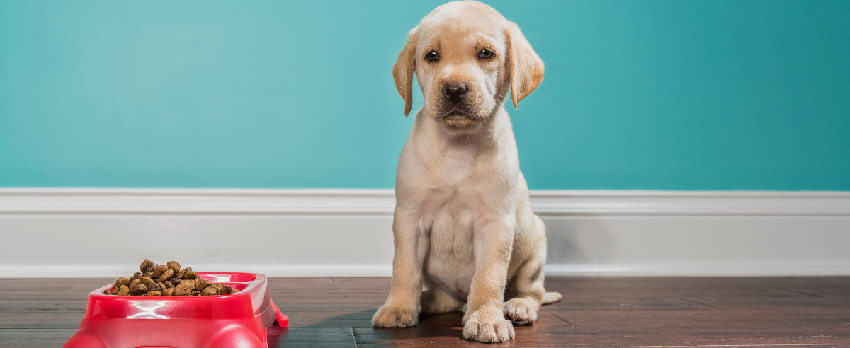 How Much Food Does My Puppy Need?