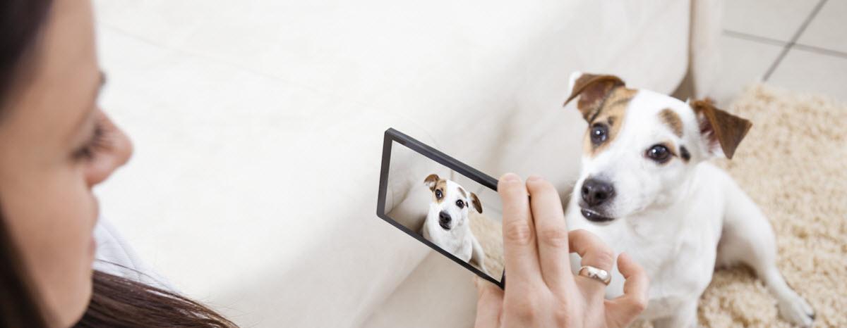 Become a Better Pet Photographer with These Six Tips