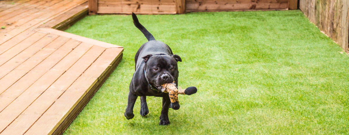 Ruff Weather? Indoor Dog Parks Beat the Heat