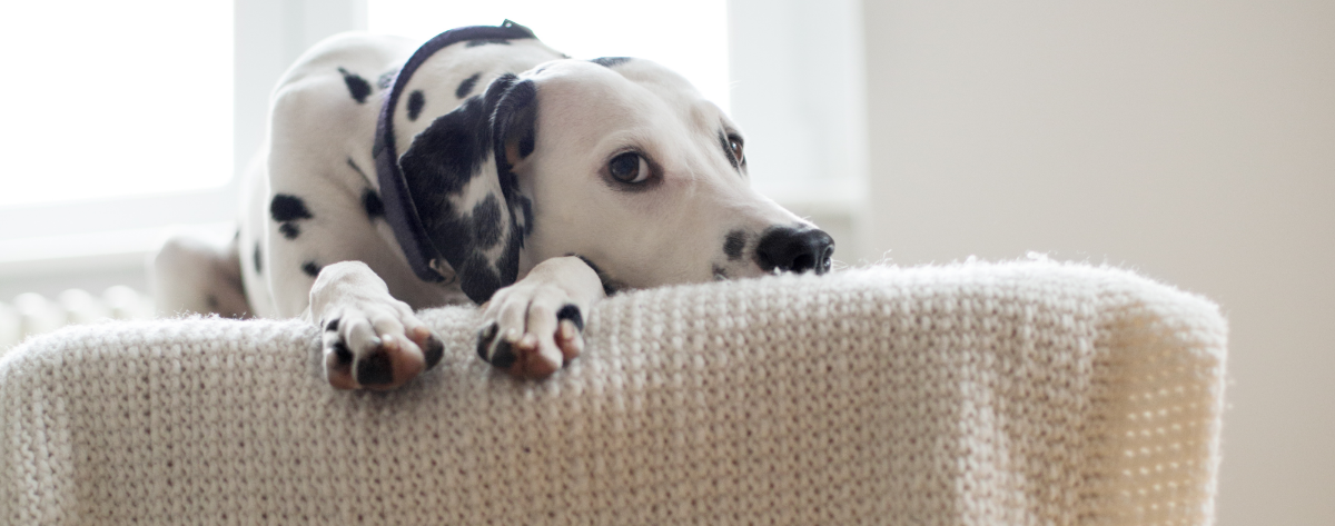 Home remedies top for dog anxiety