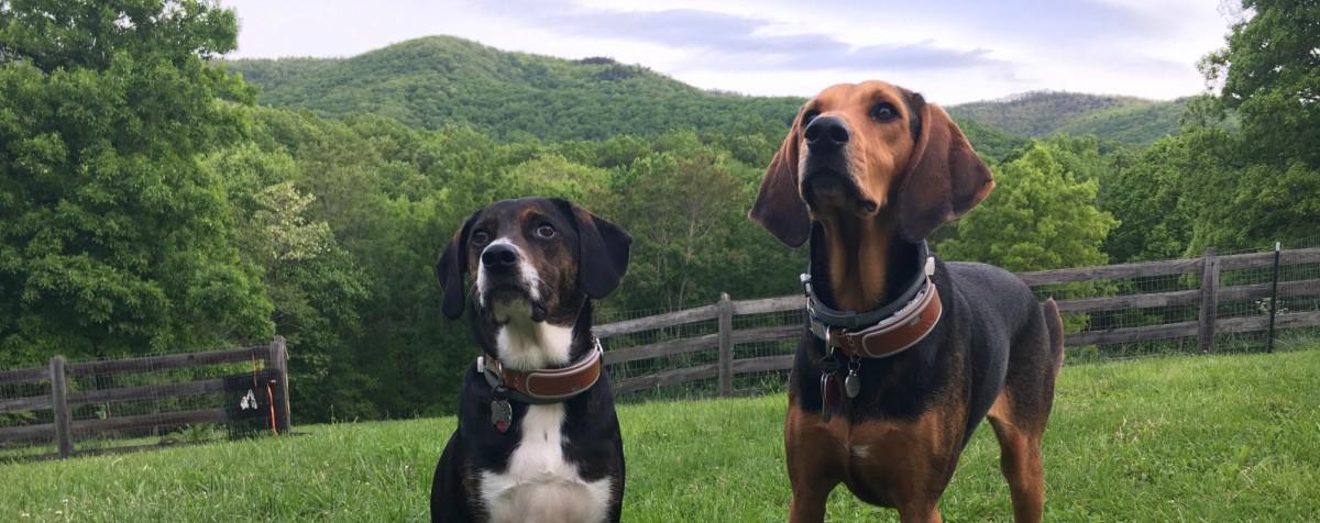 Canine Clicker Training? There's an App For That!