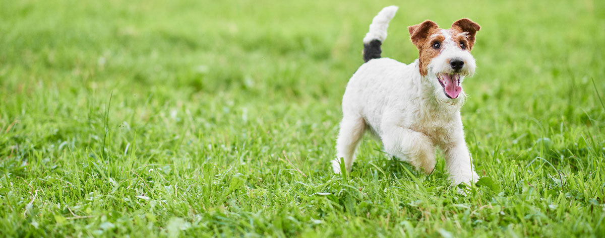 How To Keep Fido Clean This Spring