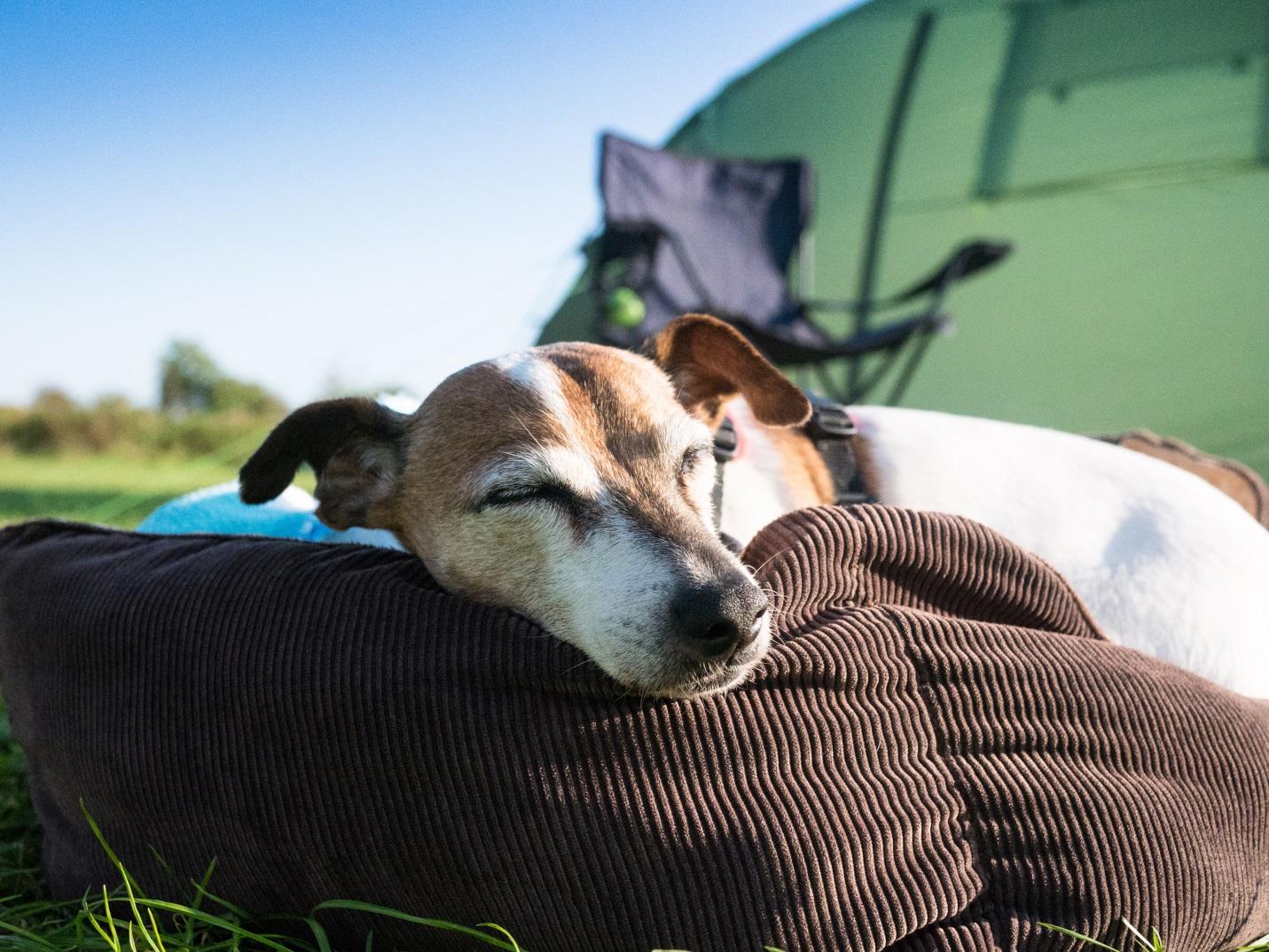 Sweet Dreams For Your Dog