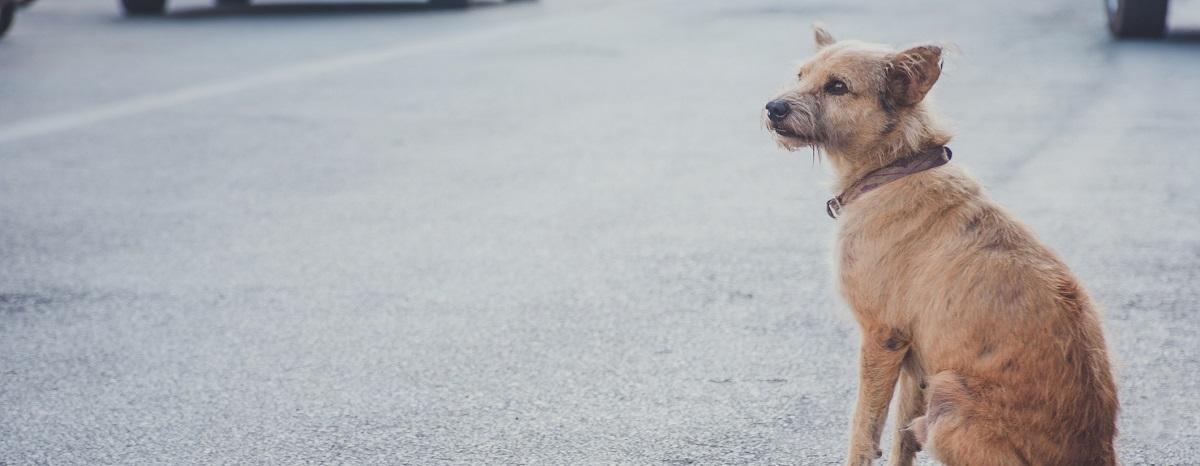 Tips for Finding Your Lost Dog