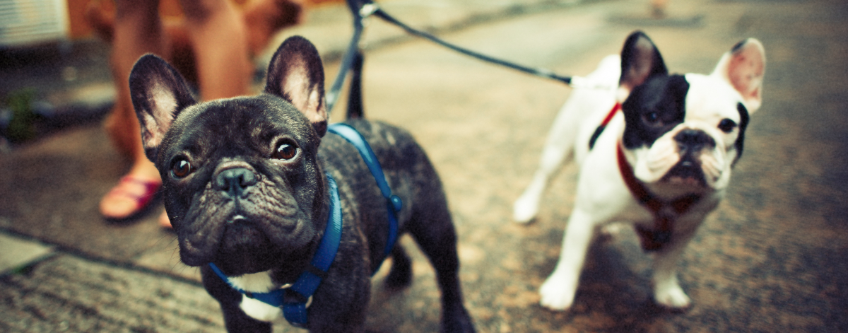 Walking the Dog? 4 Fido Approved Tips
