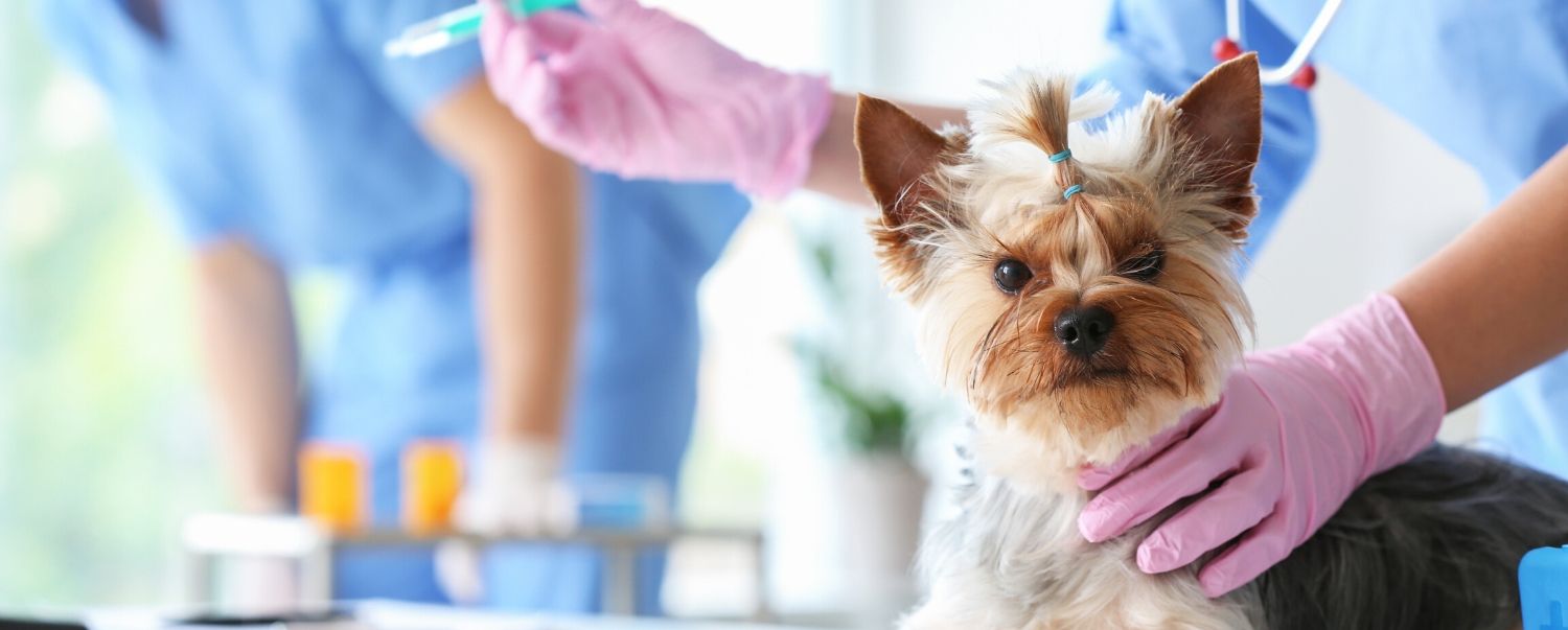 When is it a Veterinary Emergency?