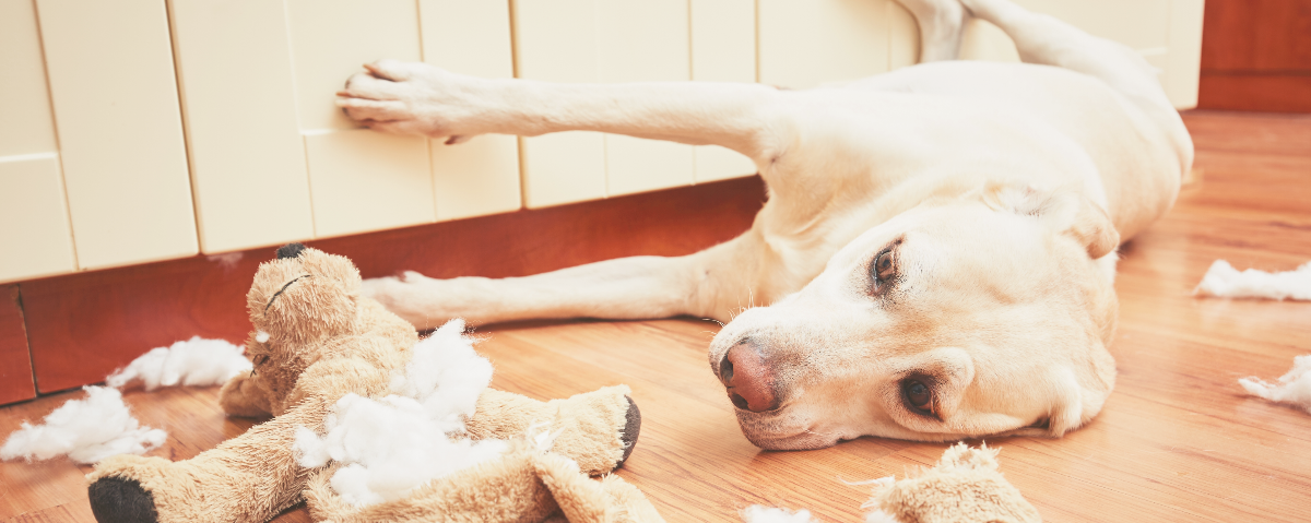 Dog top destroys toys