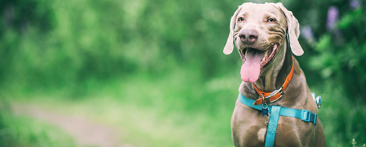 Why A Dog Eats Poop and What to Do About It
