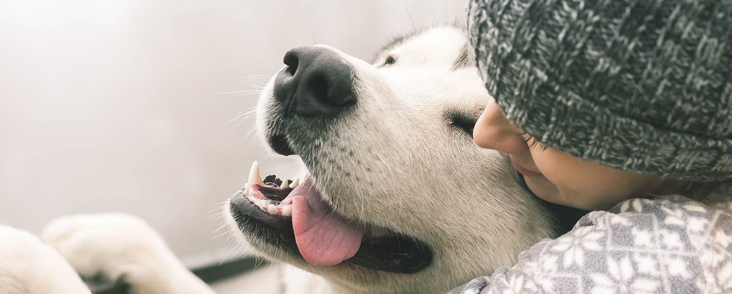 Why Dogs Shed More in Winter & What to Do About it